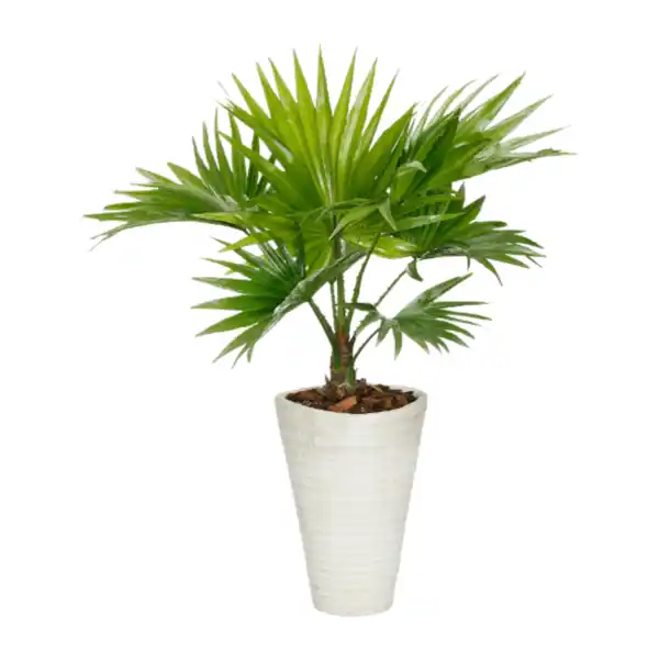 Bild 3 von GARDENLINE Palme