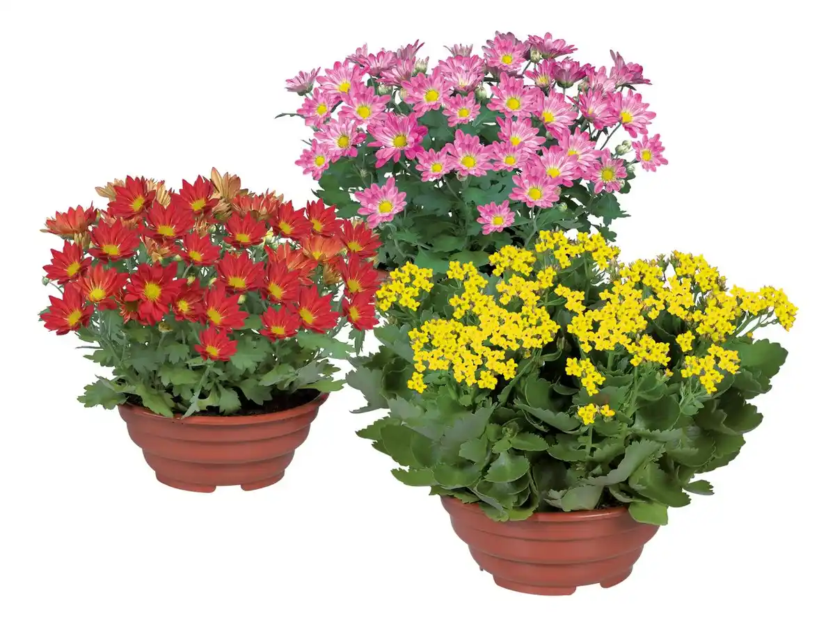 Bild 1 von Blühpflanze in Schale