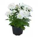 Bild 2 von GARDENLINE Chrysanthemen / -Trio