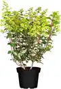 Bild 1 von Rispenhortensie Hydrangea paniculata i. S., 10 l Container