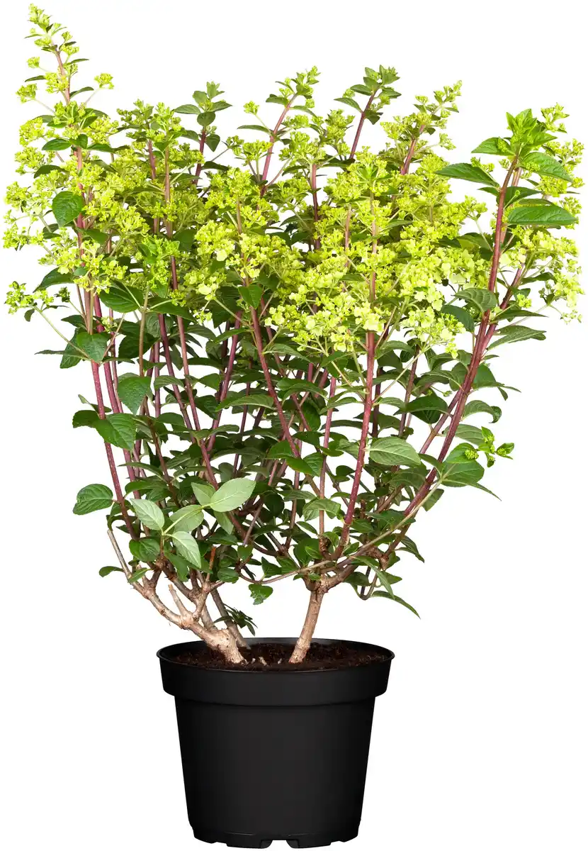 Bild 1 von Rispenhortensie Hydrangea paniculata i. S., 10 l Container