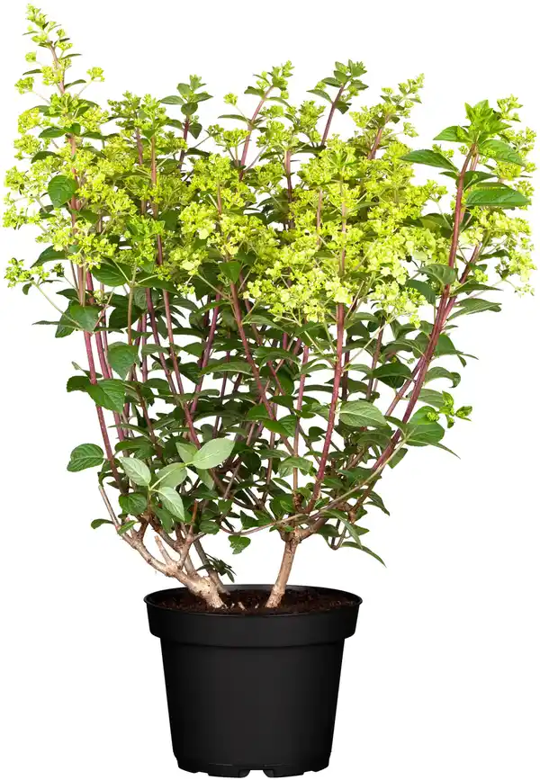 Bild 1 von Rispenhortensie Hydrangea paniculata i. S., 10 l Container