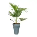 Bild 4 von GARDENLINE Palme
