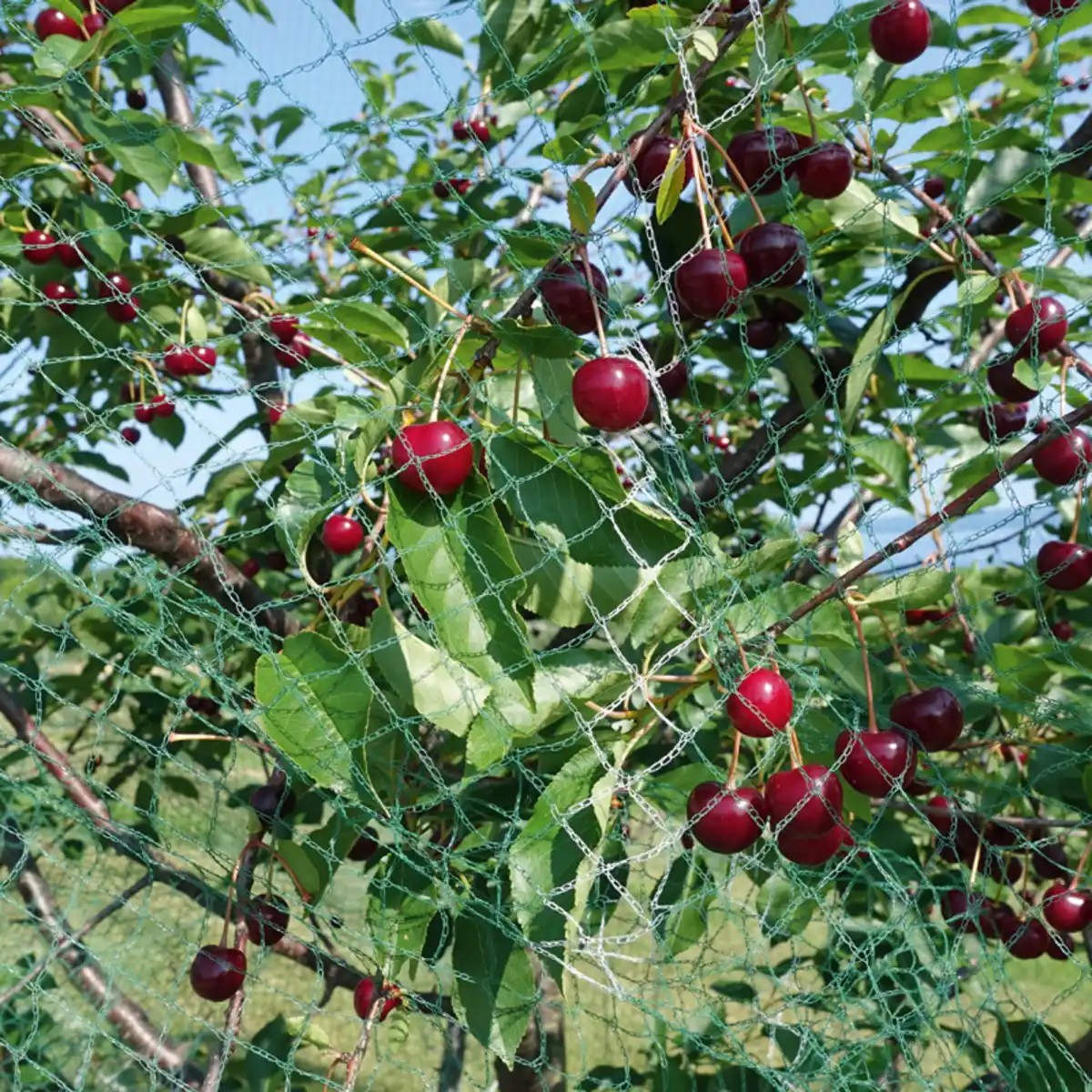 Bild 1 von Powertec Garden Vogelschutznetz "Premium"