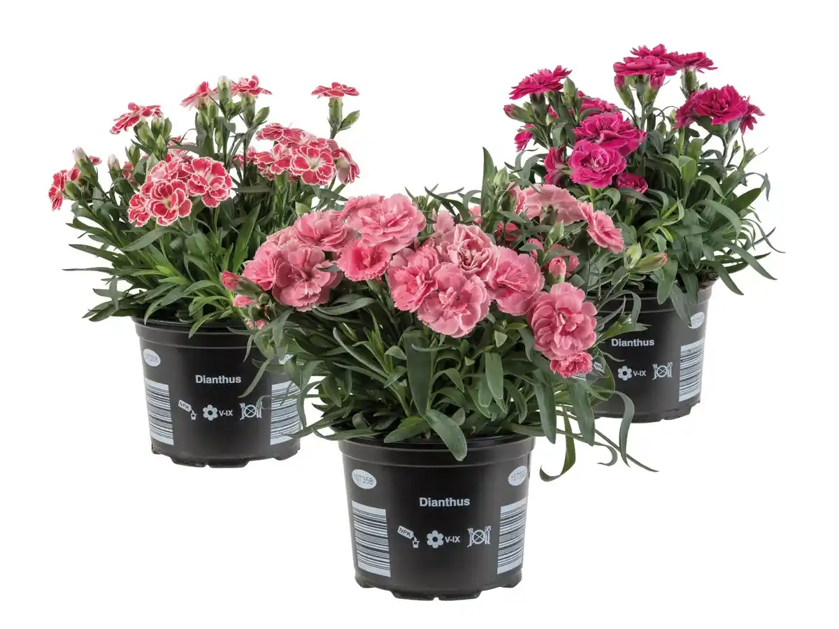 Bild 1 von Topfnelke