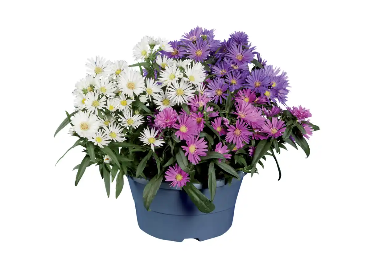 Bild 1 von Astern in Schale