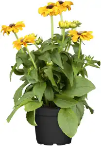 Sonnenhut Rudbeckia 23 cm Topf