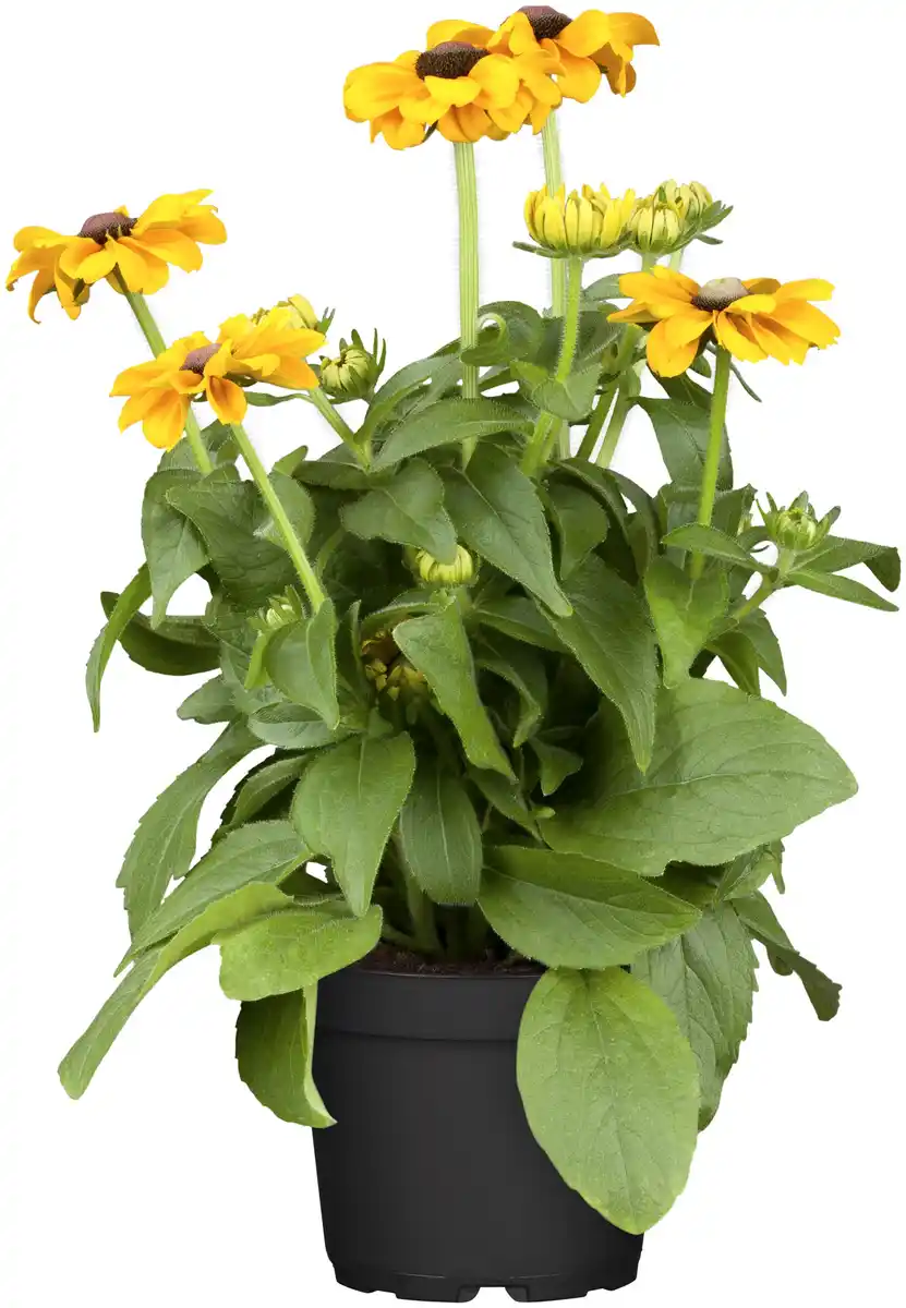 Bild 1 von Sonnenhut Rudbeckia 23 cm Topf