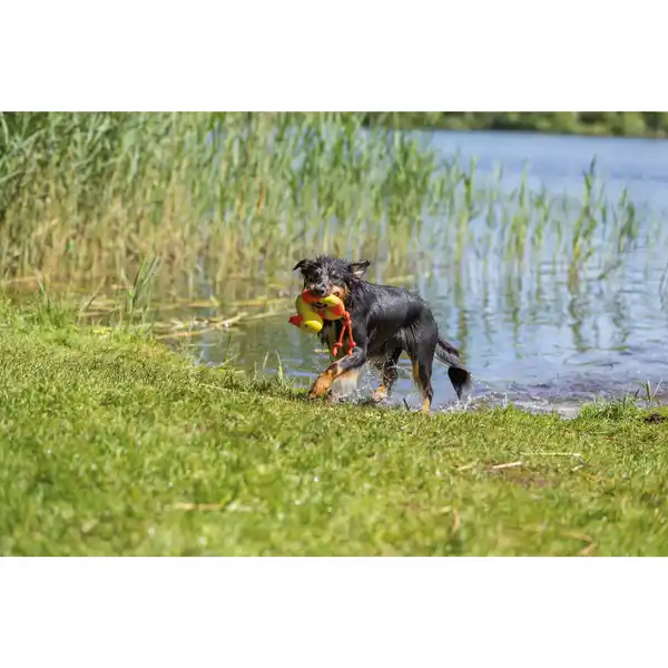 Bild 2 von Hundespielzeug, 20 cm/36 cm, schwimmt/floatable, gelb/orange