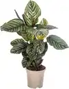 Bild 1 von Korbmaranthe Mix Calathea H 45 cm 17 cm Topf