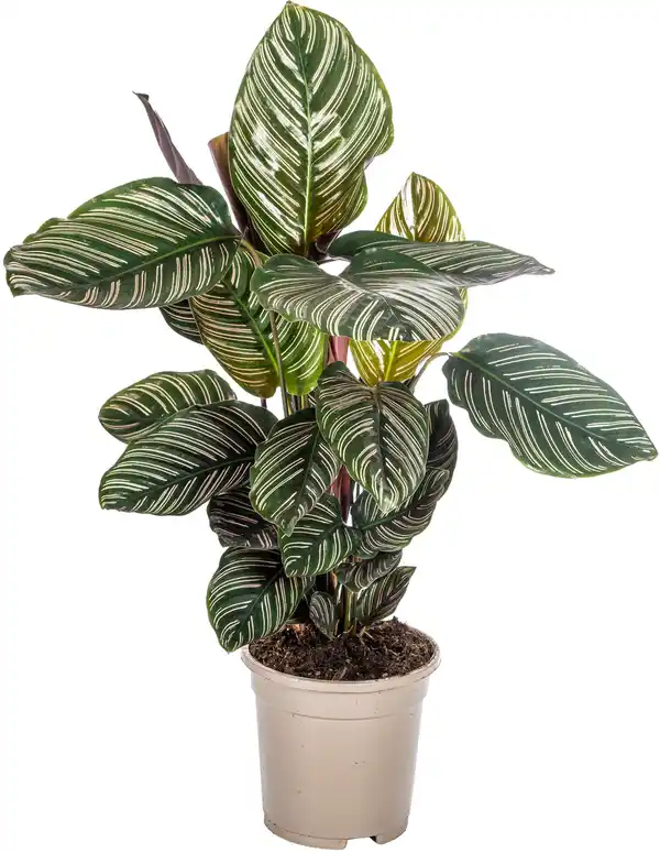 Bild 1 von Korbmaranthe Mix Calathea H 45 cm 17 cm Topf