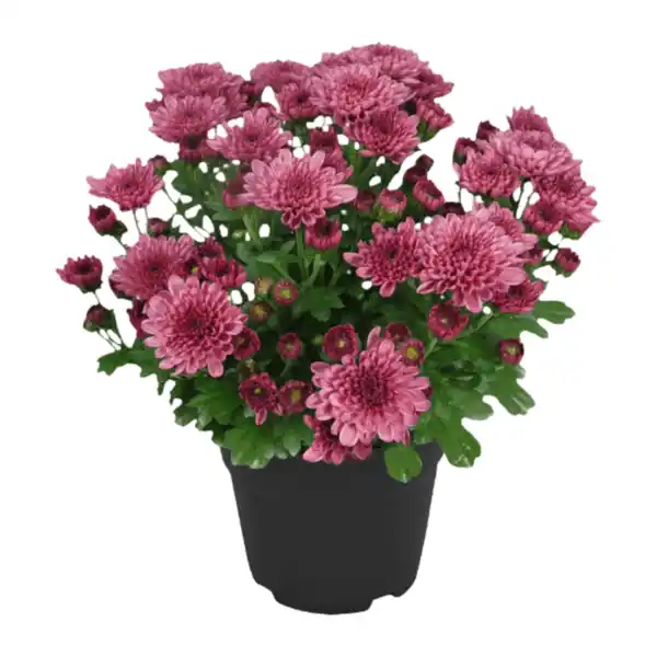 Bild 4 von GARDENLINE Chrysanthemen / -Trio