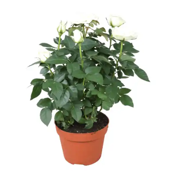 Bild 4 von GARDENLINE Topfrose