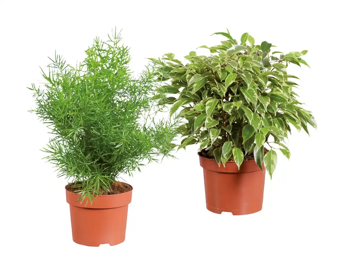 Bild 1 von Grünpflanze