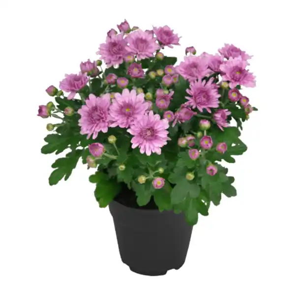 Bild 3 von GARDENLINE Chrysanthemen / -Trio