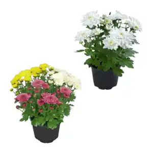 GARDENLINE Chrysanthemen / -Trio