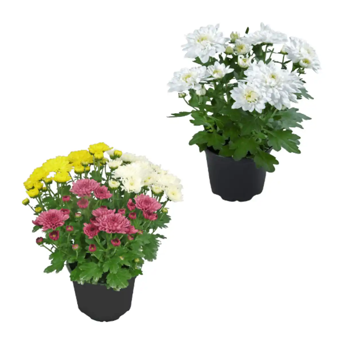 Bild 1 von GARDENLINE Chrysanthemen / -Trio