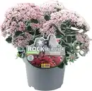 Bild 1 von Sedum grobblättrig Fetthenne 13 cm Topf