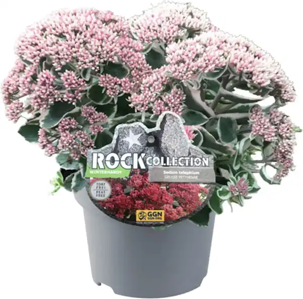 Bild 1 von Sedum grobblättrig Fetthenne 13 cm Topf