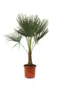 Bild 1 von Trachycarpus Fortunei, Hanfpalme 30cm Topf