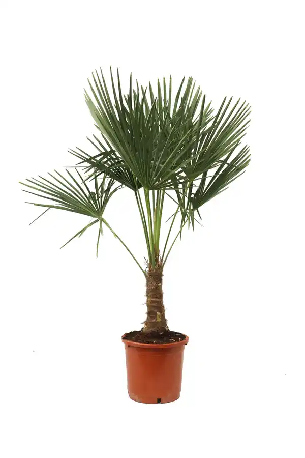 Bild 1 von Trachycarpus Fortunei, Hanfpalme 30cm Topf