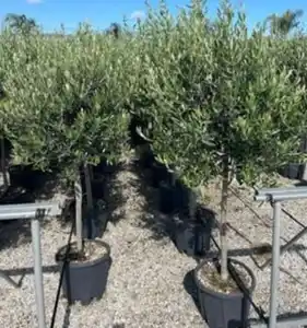 Olea europaea Cipressino, Olivenbaum 36cm Topf