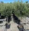 Bild 1 von Olea europaea Cipressino, Olivenbaum 36cm Topf