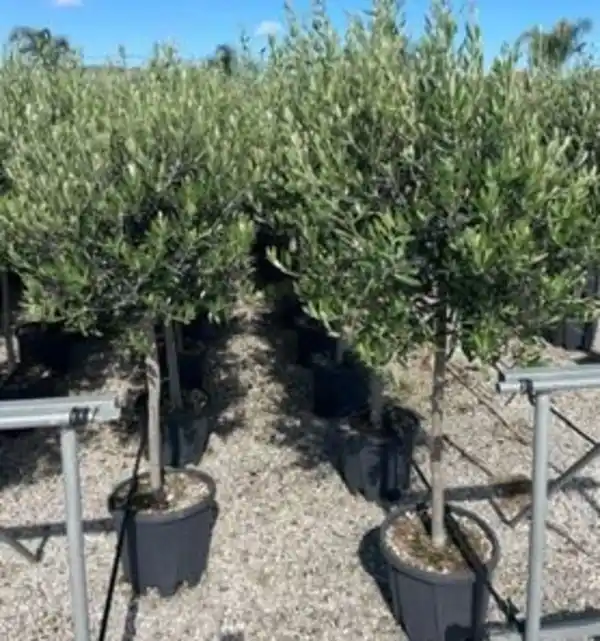 Bild 1 von Olea europaea Cipressino, Olivenbaum 36cm Topf