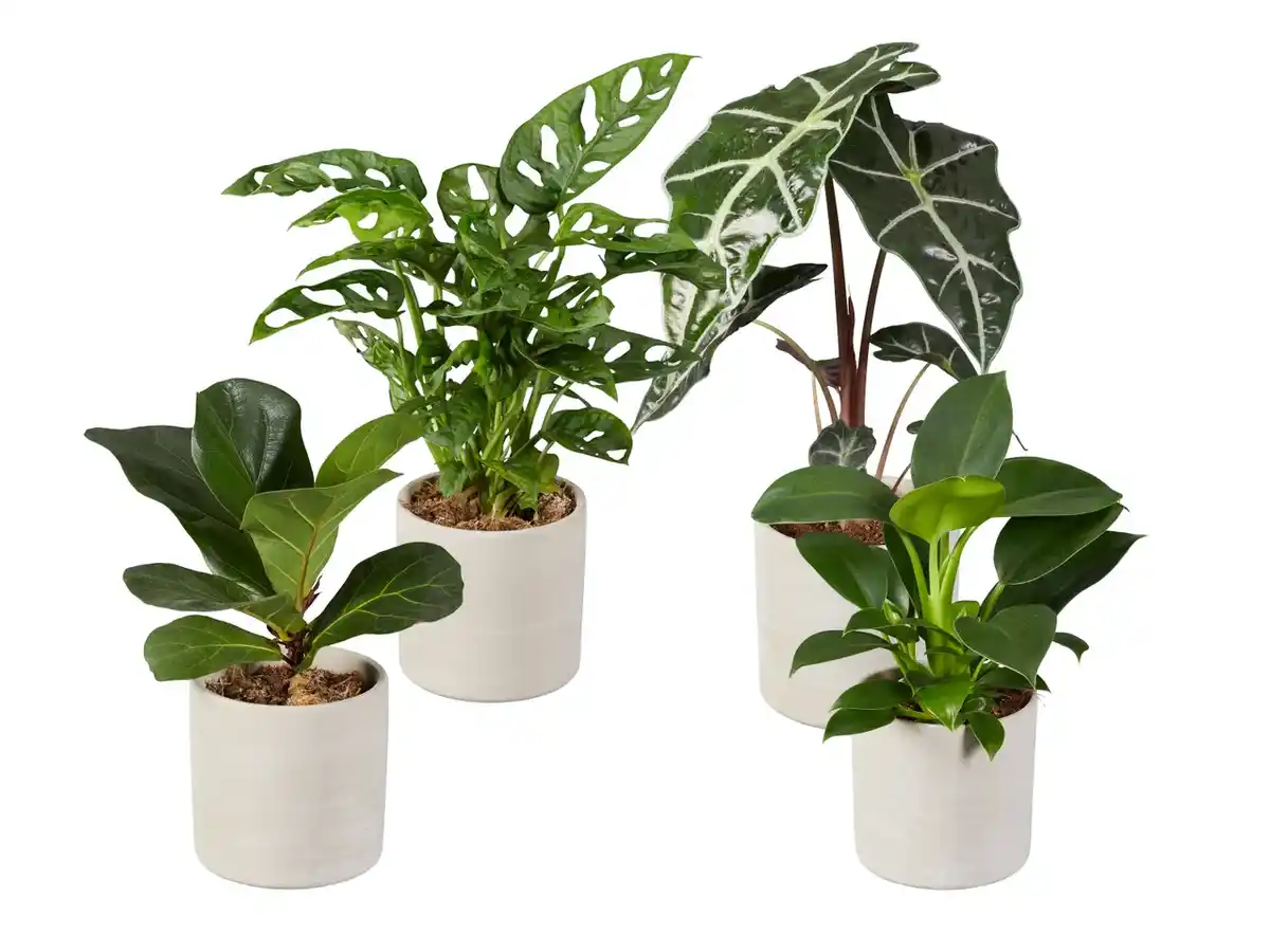 Bild 1 von Grünpflanze in Keramik