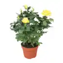 Bild 3 von GARDENLINE Topfrose