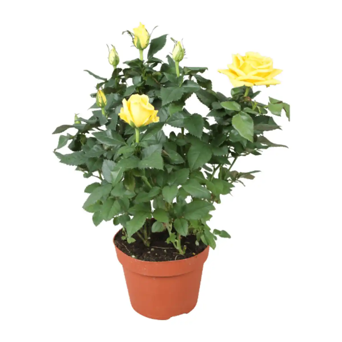 Bild 3 von GARDENLINE Topfrose