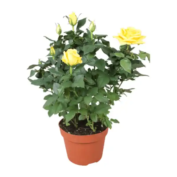 Bild 3 von GARDENLINE Topfrose