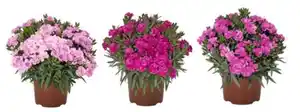 Nelken Dianthus Super Trouper 13 cm Topf