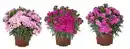 Bild 1 von Nelken Dianthus Super Trouper 13 cm Topf