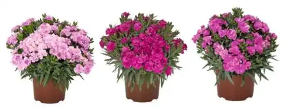 Bild 1 von Nelken Dianthus Super Trouper 13 cm Topf