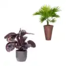 Bild 1 von GARDENLINE Palme