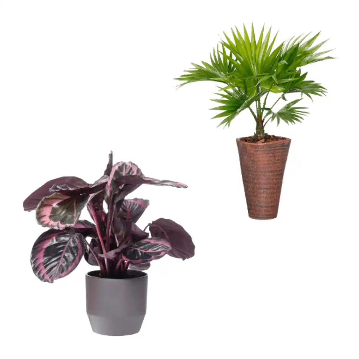 Bild 1 von GARDENLINE Palme