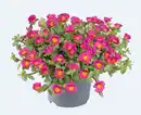 Bild 1 von Portulakröschen Portulaca 13 cm Topf