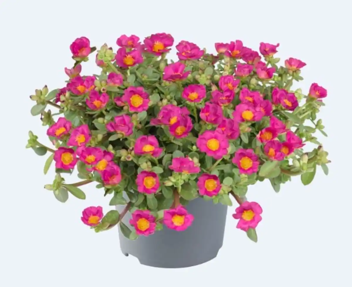 Bild 1 von Portulakröschen Portulaca 13 cm Topf