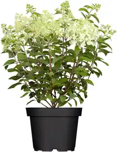 Rispenhortensie Hydrangea paniculata i. S., 4 l Container