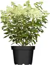 Bild 1 von Rispenhortensie Hydrangea paniculata i. S., 4 l Container
