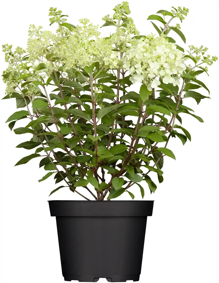 Bild 1 von Rispenhortensie Hydrangea paniculata i. S., 4 l Container