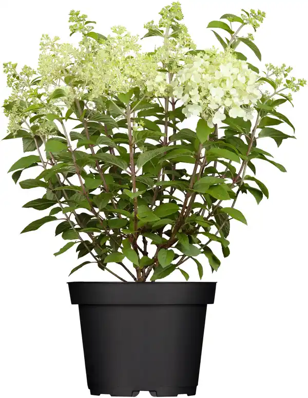 Bild 1 von Rispenhortensie Hydrangea paniculata i. S., 4 l Container