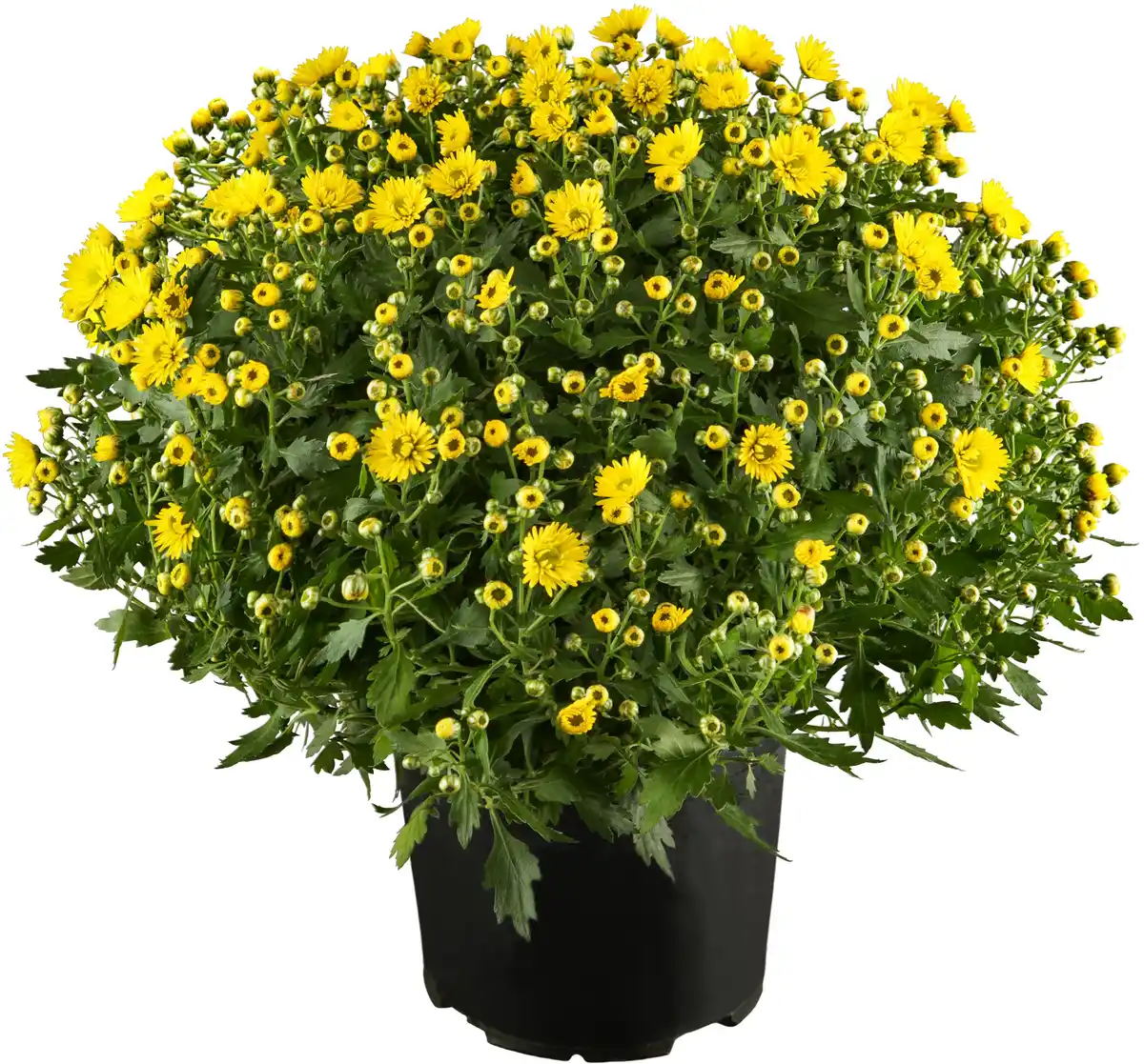 Bild 1 von Chrysanthemen Busch 15 cm Topf