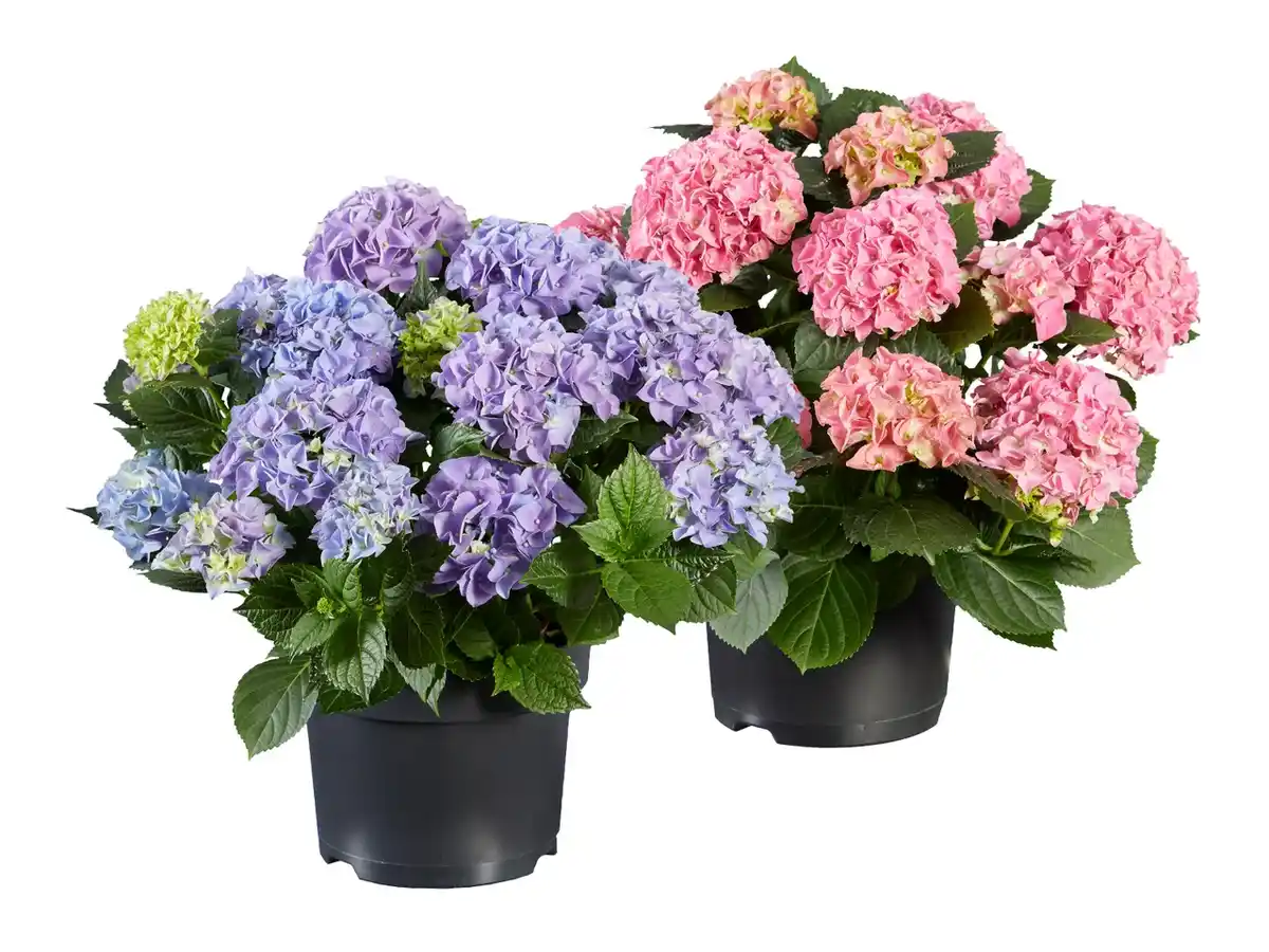 Bild 1 von Gartenhortensie