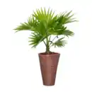 Bild 2 von GARDENLINE Palme