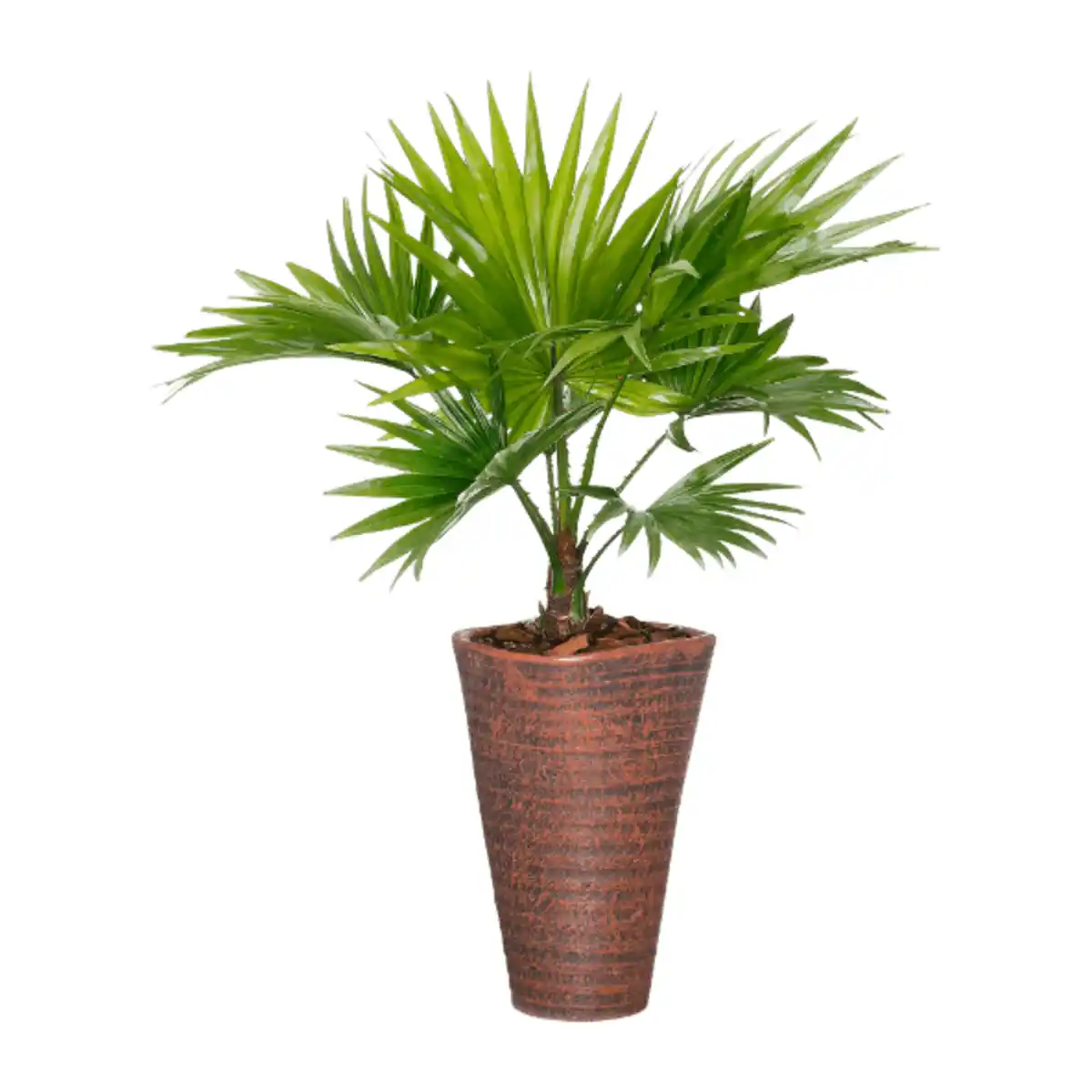 Bild 2 von GARDENLINE Palme