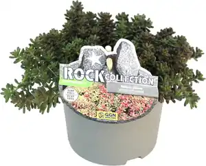 Sedum feinblättrig Fetthenne Mauerpfeffer 13 cm Topf