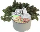 Bild 1 von Sedum feinblättrig Fetthenne Mauerpfeffer 13 cm Topf