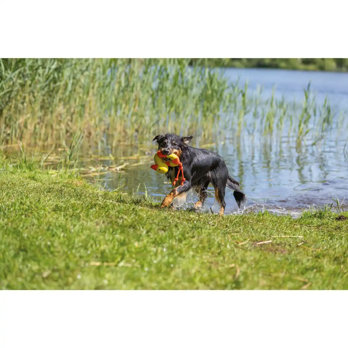 Bild 2 von Hundespielzeug, 20 cm, TPR, rot/weiß/grau